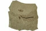 Fossil Samara (Winged Seed) - Green River Formation, Utah #215548-1